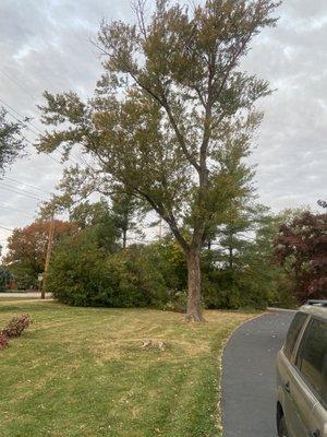 Honeysuckle and tree removal