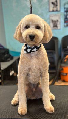 Mini golden doodle groom