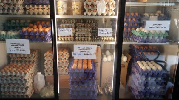 All kinds of Fresh & Salted Eggs. Duck, Chicken,  Quail, Goose, & Balut...