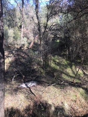 Bent over pine tree removal, before photo .