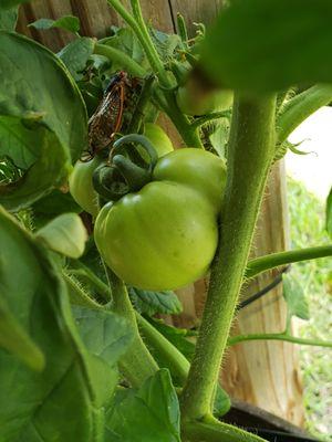 Looks like I may have tomatoes early.