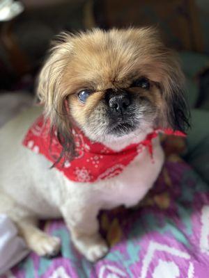 My dog looking adorable after a wash and cut