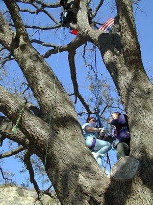 The New York Times
December 11, 2002.
National Briefing West California: Arboreal Dentist
A dentist paid a house call to a tree sitter.