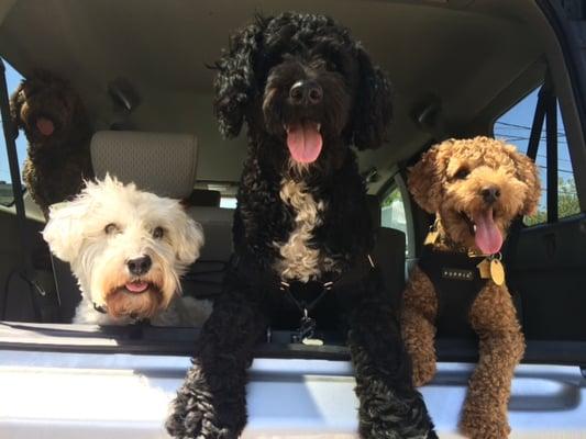 Winston and his Doodle friends!