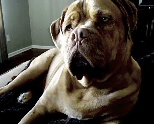 Dixie (Dogue De Bordeaux)