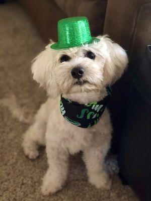 Salty celebrates St Patty's day!