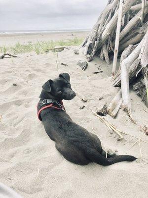 Cooper at the ocean