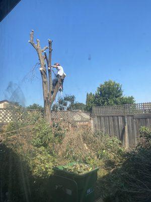 Tree during removal