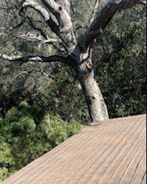 Tree removed roof cleaned