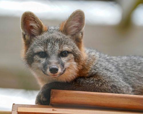 Trillium, gray fox