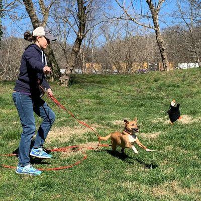 A game of chase and tug after obedience practice with Cornbread.