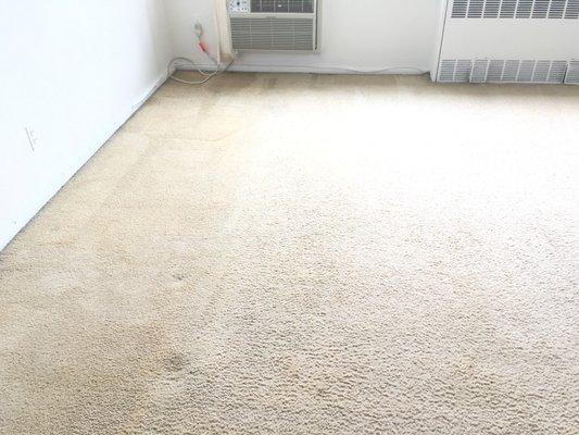 carpet stains in apt after