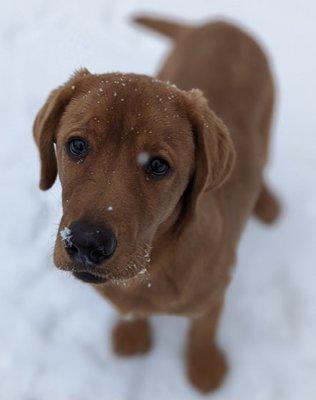 English Fox Red Labrador Retriever Breeder.