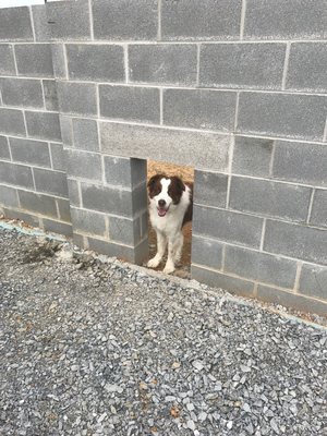 Windsor approves the doggie doors!