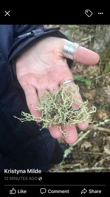 One of my favorite antibiotic, anti viral, anti fungal and parasite plants, Usnea.