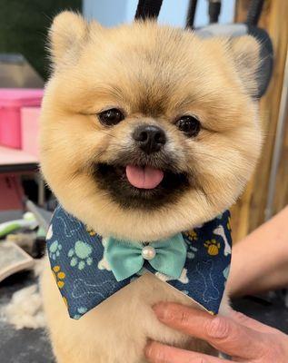 Handsome Pomeranian Leo after his meticulous haircut with William