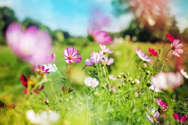 Wild Flower Garden