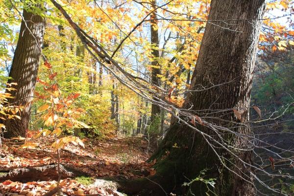 Skippack Loop Trail.  Photo by J.M.