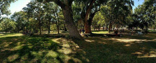 Lots of shade on a hot summer day