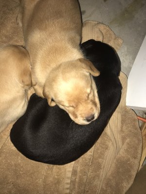 4 week old puppies! Yellow born 12/26/2019 and black born 12/27/2019.