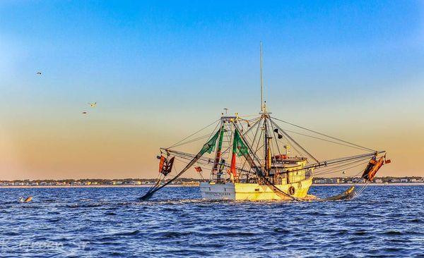 Shrimpers