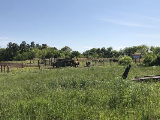 Bison field