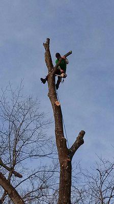 Another tree coming down!