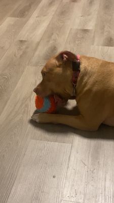 Gracie playing with her toy