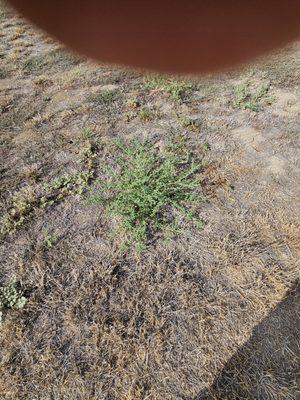 The mower bounced off the weed.