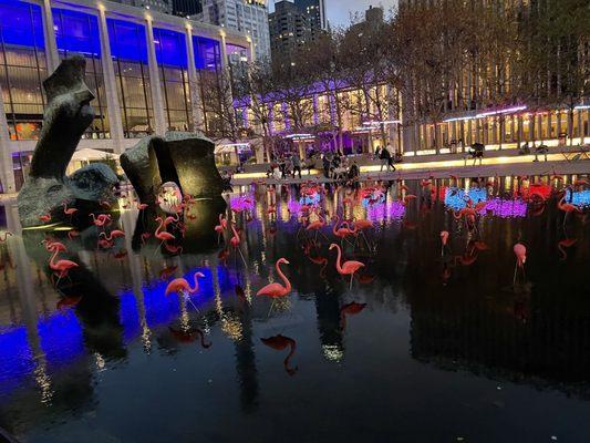 Flamingo pool