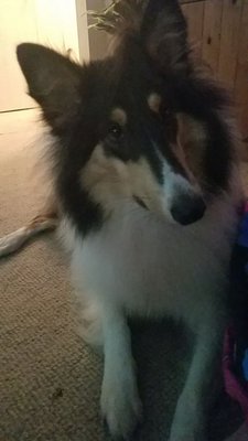 Tessa -1 yr old Collie