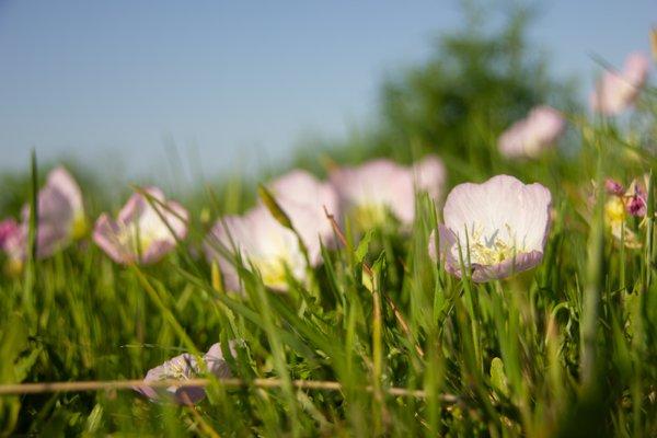 nothing more beautiful than a pink flower, green grass and blue skies