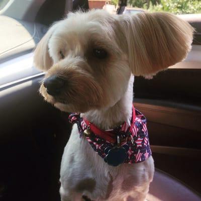 Another haircut at Pet Spa!!!!