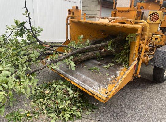 tree wood chipper