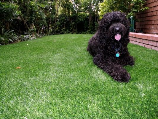 TigerTurf is safe and non-toxic-a perfect pet-friendly landscape!