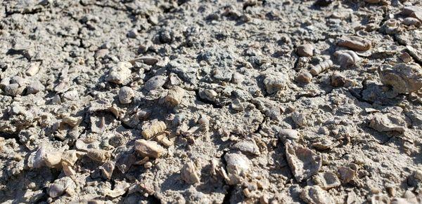 More fossils on the ground