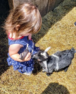 Little Goat with June at Land of Little Horses