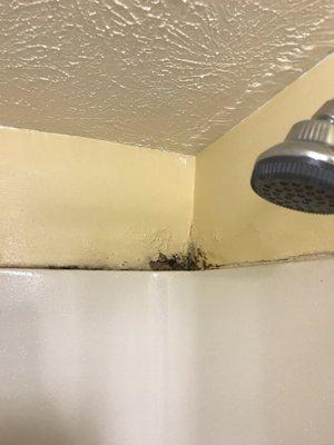 Pictures of the nasty, moldy bathroom!!!