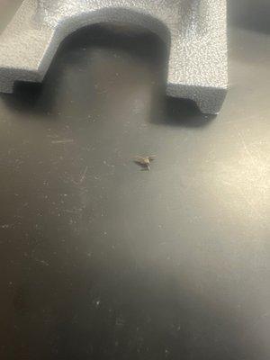 DEAD BUG IN MY PHYSICS CLASS WTF