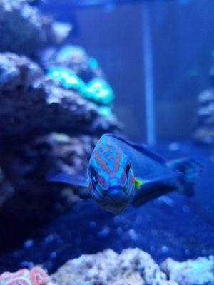 Melanurus Wrasse aka Pebbles