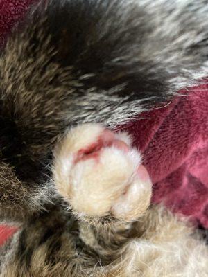 Her paws were bleeding!