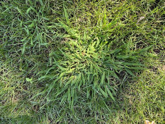 Untreated weeds the entire spring and summer.