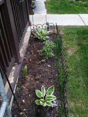 Flower bed I planted. 2017