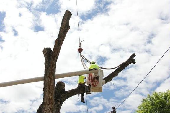 Little C Tree Service & Snow Removal