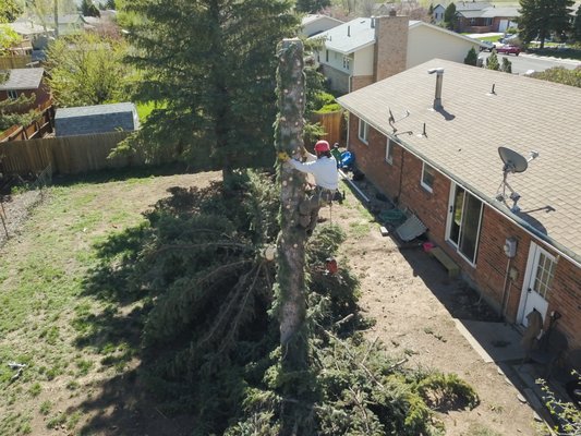 Brent spiking a pine tree! This removal was done Summer of 2020