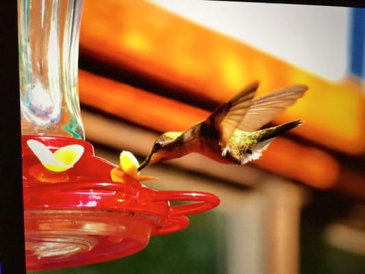 This is one of the dozens and dozens of Hummingbirds flying all around you on the outside patio at Froggy's!