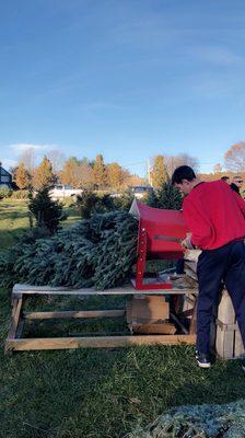 Trimming the tree