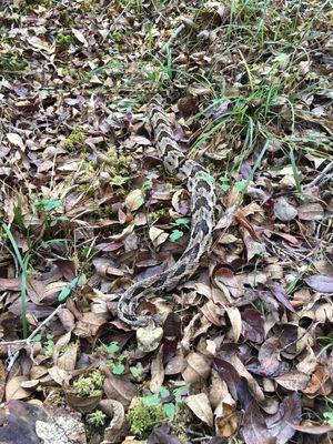 Camouflaged in the leaf litter is a Canebrake rattlesnake I removed from a clients property.