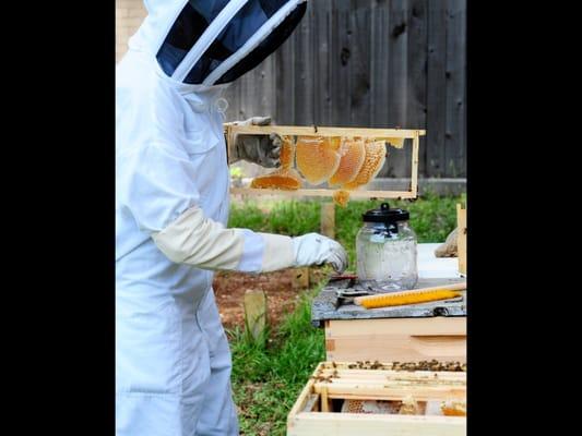 Dalia Zelko, Beekeeper and Co-Founder of HHbee Project