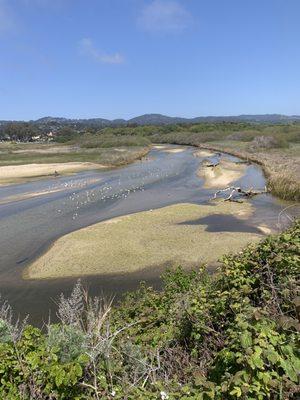 Carmel River Bird Sanctuary - 4/17/2021